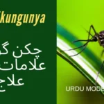 چکن گونیا وائرس  کیا ہے اور  اسکی علامات
