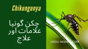 چکن گونیا وائرس  کیا ہے اور  اسکی علامات